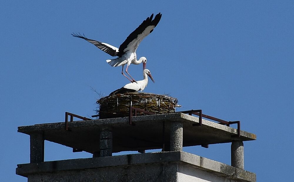 stork at Rosenberger